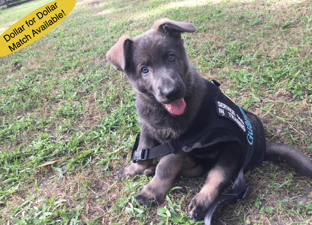 About Us - Guardian Angels Medical Service Dogs - Guardian Angels Medical Service Dogs Inc