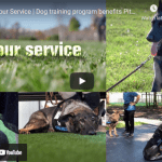 Service Dogs in News