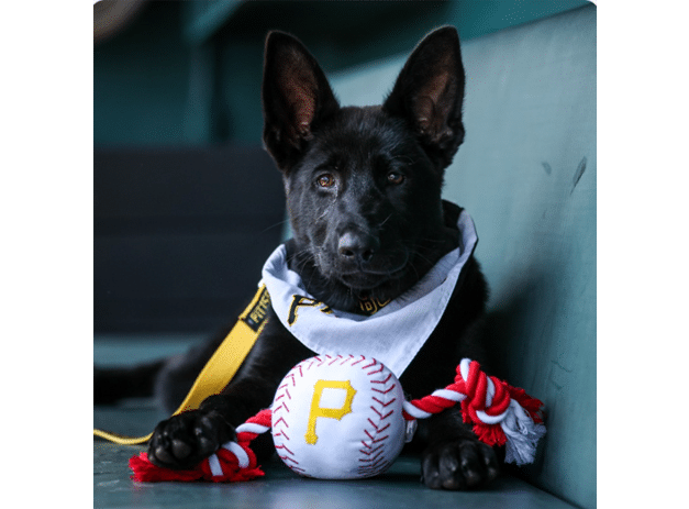 Pittsburgh Pirates Service Dog