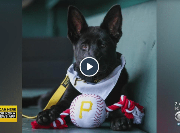 Service Dog Pirates Pup