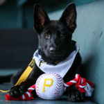 Service Dog as Puppy