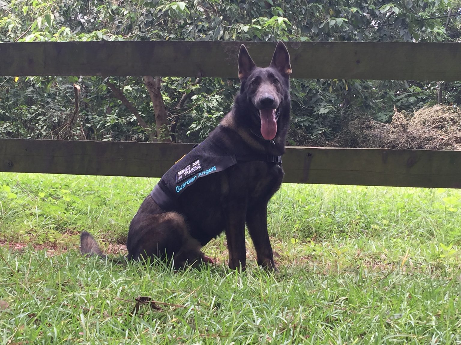 Tips for a Healthier Service Dog Guardian Angels Medical Service Dogs