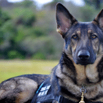 Guardian Angels Medical Service Dogs Recognizes the William H. Donner Grant