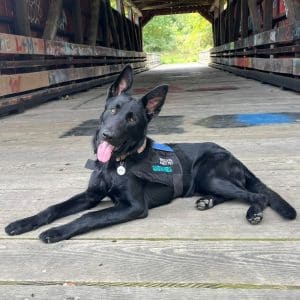 medical service dog donations