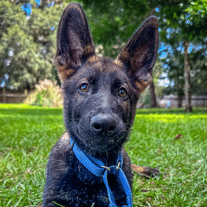 Monthly Giving for Medical Service Dogs 