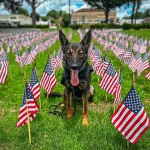 Celebrate National Legacy Day: Leave a Lifesaving Legacy with Guardian Angels Medical Service Dogs