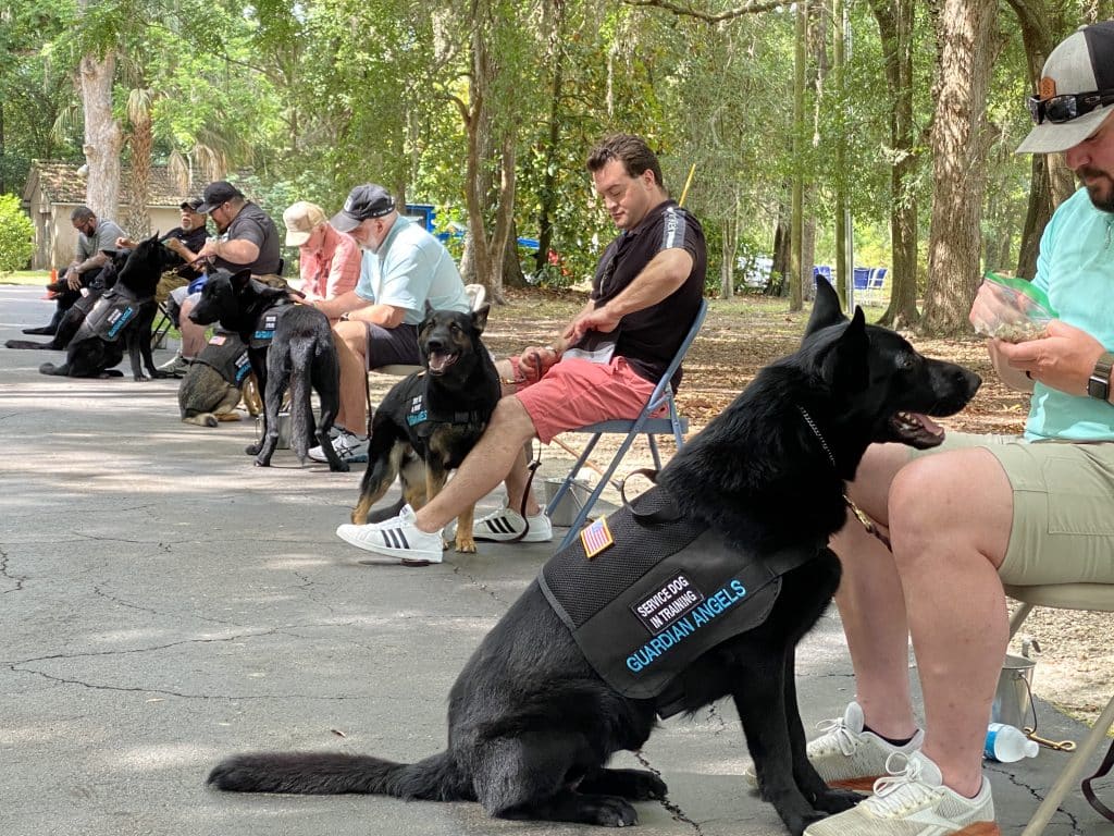 Service Dog Public Access Skills Navigating Real-World Distractions