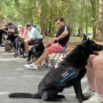 Service Dog Public Access Skills Navigating Real-World Distractions