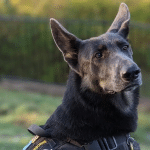 Message from Our Founder - 2025: A Year of Life-Changing Service