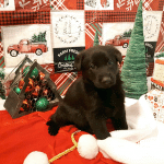 Ways to Give Back This Holiday Season