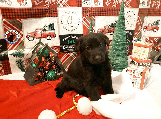 Ways to Give Back This Holiday Season