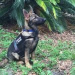 What Every Dog Owner Should Know About Service Dogs and Public Safety
