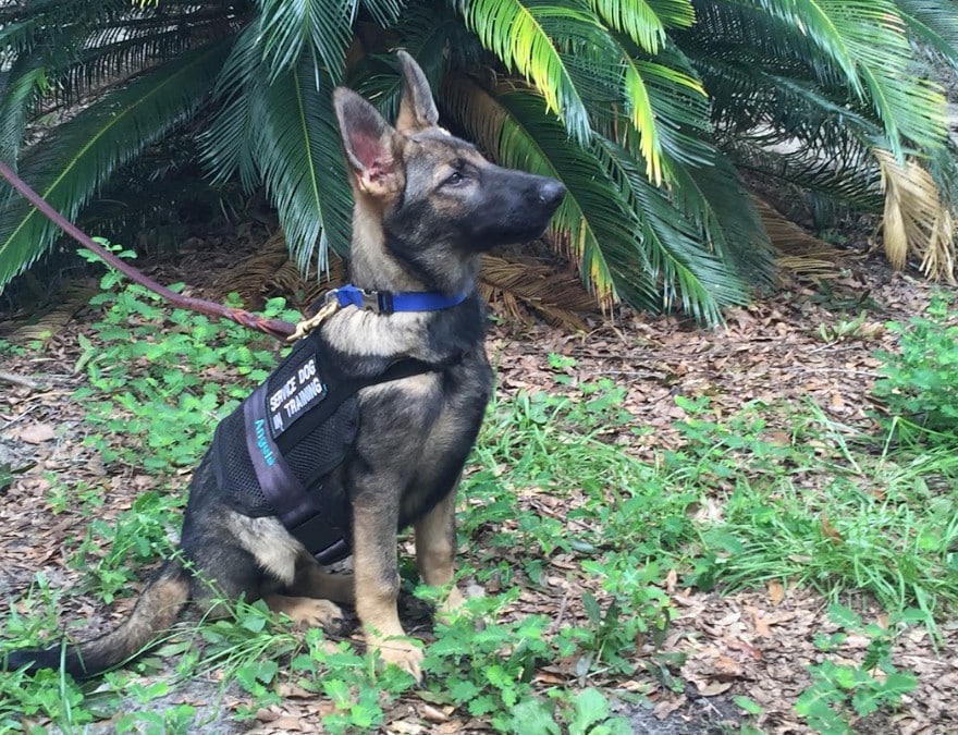 What Every Dog Owner Should Know About Service Dogs and Public Safety