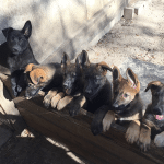 Celebrate National Puppy Day with Guardian Angels Medical Service Dogs