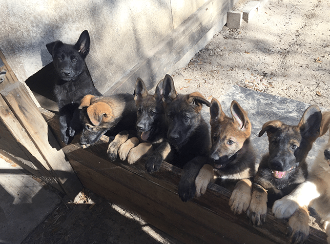 Celebrate National Puppy Day with Guardian Angels Medical Service Dogs