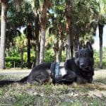 Sponsor a Service Dog What Your Support Makes Possible
