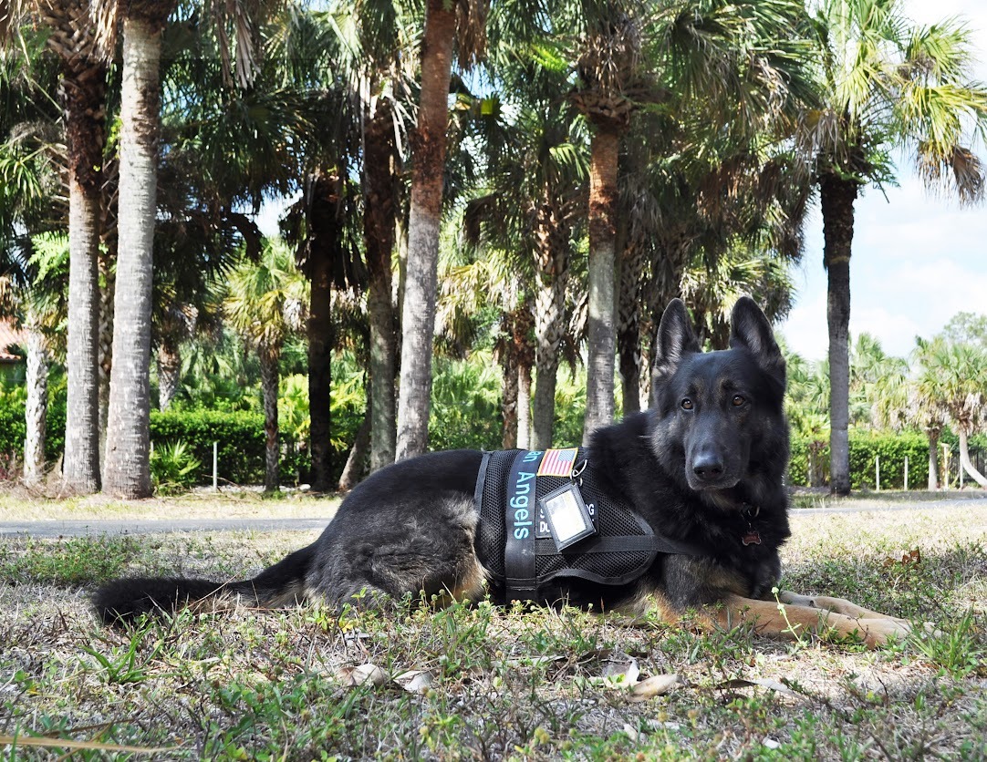 Sponsor a Service Dog What Your Support Makes Possible