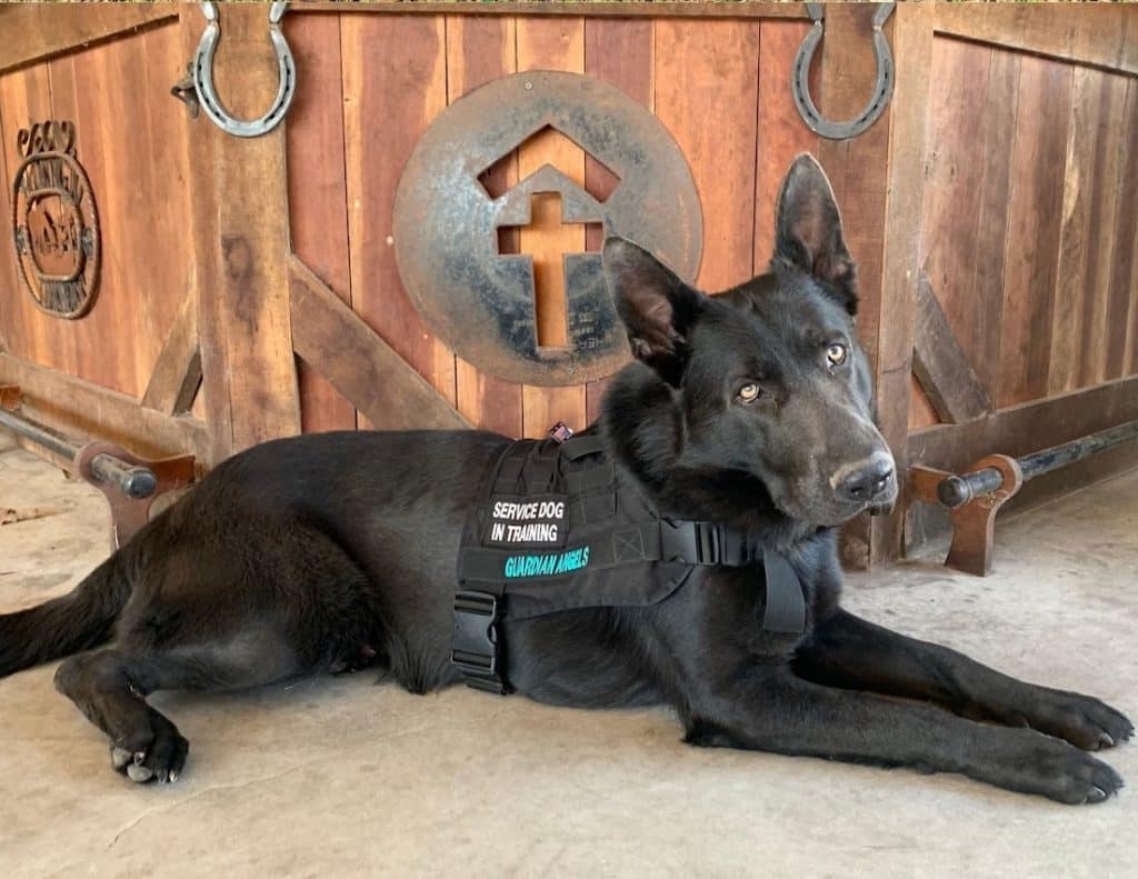 Service Dog vs Emotional Support Animal Public Access, Travel, and Everyday Scenarios