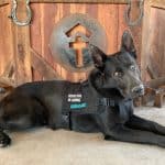 Service Dog vs Emotional Support Animal Public Access, Travel, and Everyday Scenarios