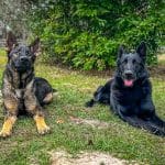 Veteran Mental Health and Service Dogs: What Research Suggests and What Programs Provide