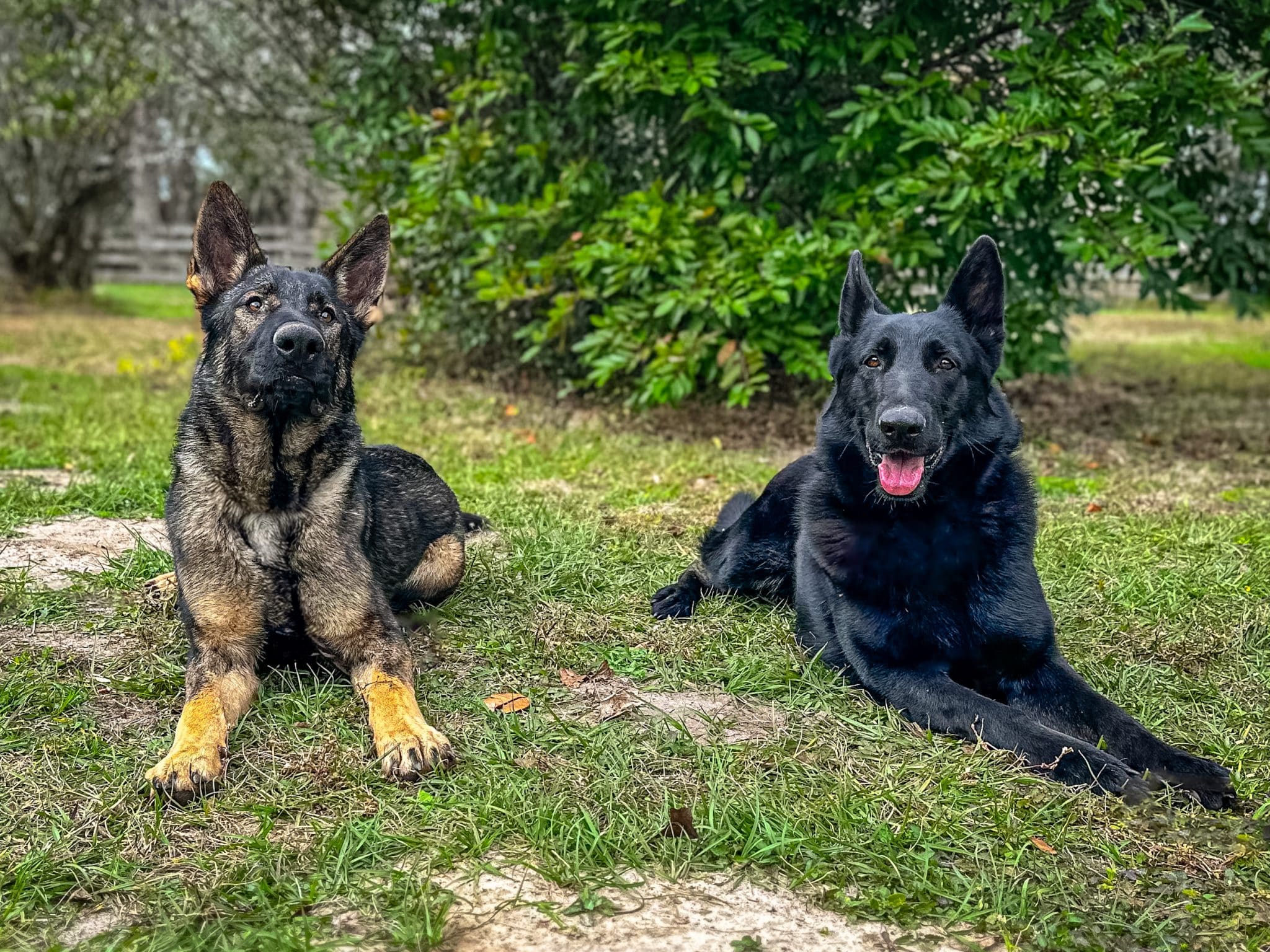 Veteran Mental Health and Service Dogs: What Research Suggests and What Programs Provide