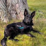 What Makes a Great Service Dog Candidate Temperament, Confidence, and Work Drive