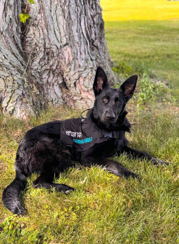 What Makes a Great Service Dog Candidate Temperament, Confidence, and Work Drive