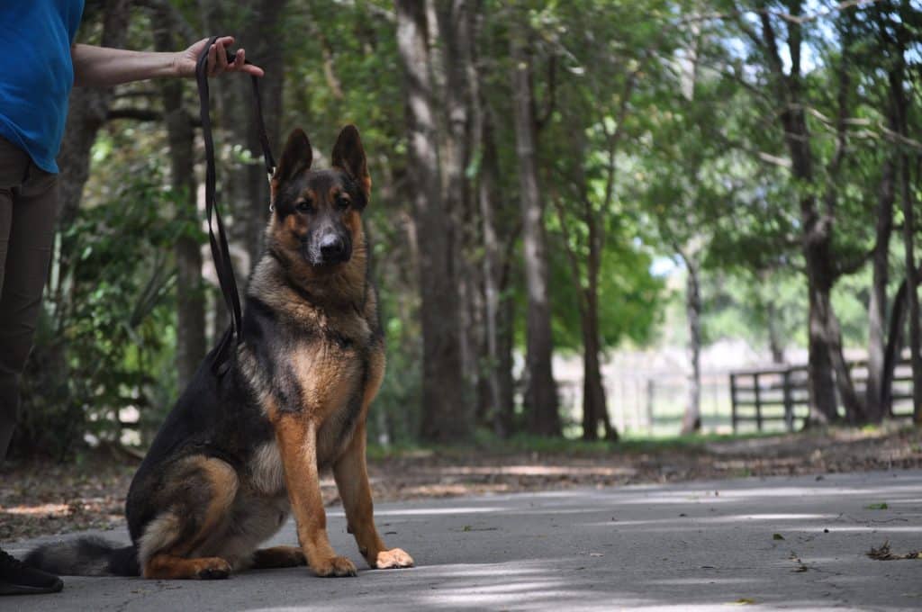 Service Dogs for TBI Practical Tasks That Support Routine, Safety, and Independence
