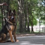 Service Dogs for TBI Practical Tasks That Support Routine, Safety, and Independence