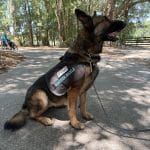 Service dog in training wearing a Guardian Angels vest sits on an outdoor path.