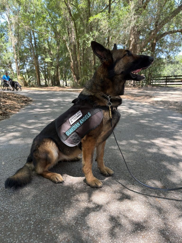Service dog in training wearing a Guardian Angels vest sits on an outdoor path.